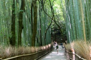 path separates big bamboo